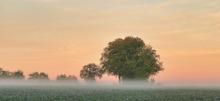 Закат, туман и дерево